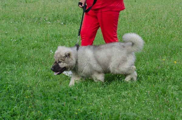 一个穿着红色西服的成年女子带着她的狗穿过绿草 一只可爱的白种人牧羊犬拴在皮带上一只嘴张开舌头伸出来的宠物 — 图库照片