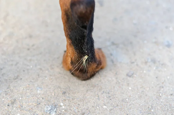 あなたの犬の概念のための乾燥した毛布の危険 乾燥した黄色のスパイクがペットの足の後ろに浸透しました トロツイラーの足が地面に立っている — ストック写真