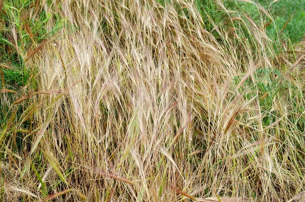 带有小穗的黄色干草的纹理 蜘蛛在野地里晒干了草 特写黄色干草 有选择的重点 噪音影响 — 图库照片