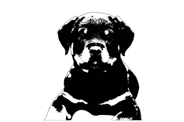 Ritratto Bianco Nero Cucciolo Rottweiler Sfondo Bianco Cucciolo Due Mesi — Vettoriale Stock