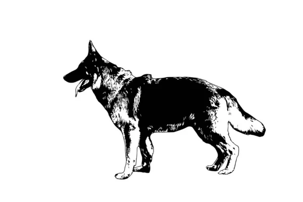 Černobílý Profil Německého Ovčáka Dospělý Pes Otevřenou Pusou Vyplazeným Jazykem — Stockový vektor