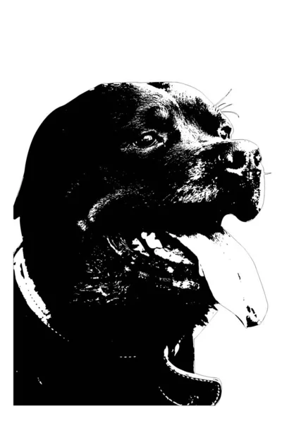 Portret Van Een Volwassen Mannelijke Rottweiler Een Witte Achtergrond Huisdier — Stockvector