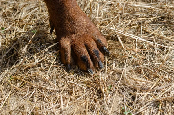 Köpeğin için Kuru Tilki Kuyruğu Tehlikesi. Ön Paw Rottweiler çivili kuru saman üzerinde duruyor.