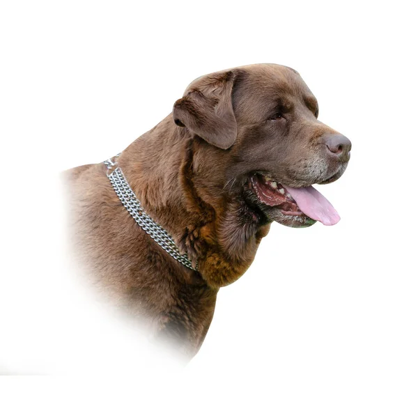 白い背景に茶色の犬の肖像画 チョコレート ラブラドールの責任者だ 華やかなペットとともに白髪染め口の周り — ストック写真