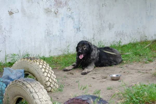 高加索牧羊犬靠着墙躺在绿草上 宠物在外面的绳子上打呵欠 一只成年灰狗和黑狗 — 图库照片