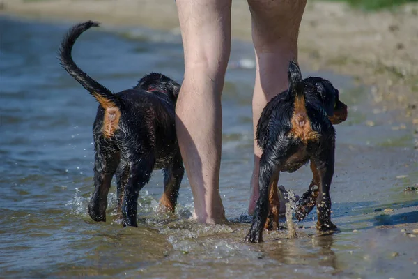 İnsanlığın alt kesimi ve deniz kıyısında yürüyen iki genç siyah köpek. Sadık Rottweiler köpekleri sahibinin çıplak ayaklarının her iki tarafında. Çıplak ayaklı ve evcil hayvanları sörf çizgisi boyunca gezinen bir adam. Yaz zamanı, gündüz vakti. Arka görünüm.