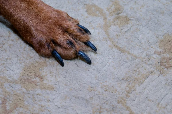 A brown dog\'s paw with long claws in close-up. The pet is standing on a beige carpet inside the room. Nail clipping by a domestic animal concept.