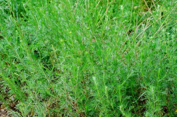 Текстура Зеленой Травы Сочные Травы Летним Солнцем Дикие Необработанные Травы — стоковое фото