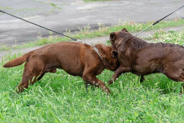 Bataille Chiens Deux Chiens Bruns Agressifs Labrador Sur Herbe Verte — Photo