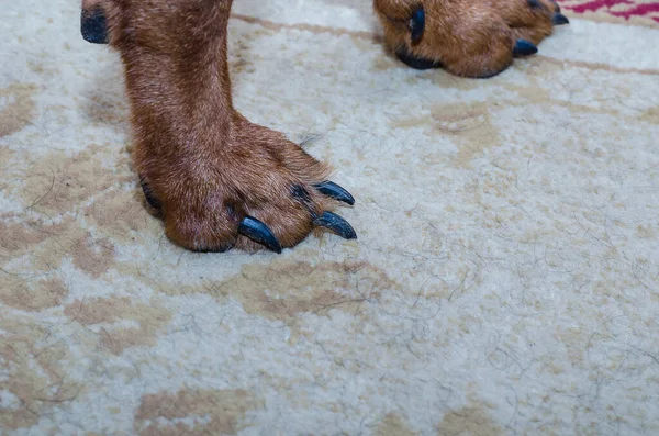 A brown dog\'s paw with long claws in close-up. The pet is standing on a beige carpet inside the room. Nail clipping by a domestic animal concept.