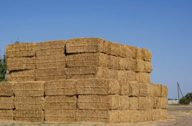 Açık hava samanlığında dikdörtgen saman yığınları. İnekleri ve diğer hayvanları beslemek için kuru otlar depolanmış. Dikdörtgen şeklinde balyalarda sarı saman.