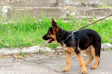 Yeşil çimenlerin üzerinde tasmalı bir köpek yavrusu. 4 aylık bir Alman çoban köpeğiyle yürüyüş. Yan görüş. Kimse yok..