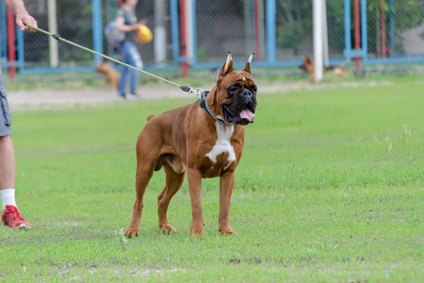 Raça Cão Boxer Masculino Poderoso Alemão Fica Gramado Verde Pugilista — Fotografia de Stock