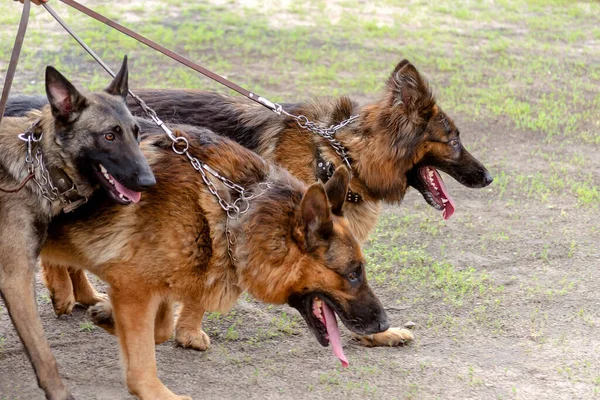 Three Sheepdogs Leash Two German One Belgian Sheepdogs Walk Side — Stock Photo, Image