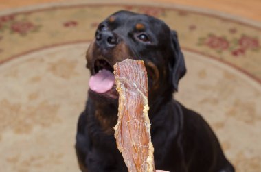 Kadın büyük siyah köpeğe sakız veriyor. Yetişkin erkek Rottweiler oturur ve sabırla tedaviyi bekler. Sahibinin eli Beef Backstrap çiğniyor. Kurutulmuş et tendonu. Kapalı