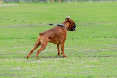 Güçlü erkek Alman boksör köpek cinsi yeşil çimlerin üzerinde duruyor. Fawn boksörü, kırpıldı ve kenetlendi. Servis köpeği. Evcil hayvanlar.
