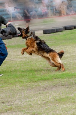 K9 köpek eğitimi. Alman çoban köpeğine saldırın. Islak Evcil Hayvanlar özel ısırık kollu insanlara saldırır. Su sıçrıyor, gidip geliyor. Servis köpeği eğitimi. Yan Görünüm. Hareket Bulanıklığı.