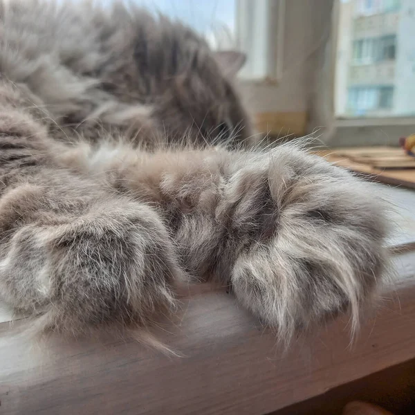 灰色猫爪的特写 一只17岁的老猫躺在窗台上 有选择的重点 — 图库照片