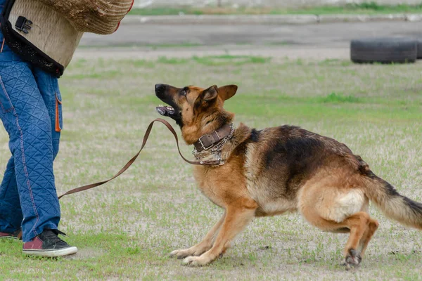 番犬の訓練だ ステップ2 フィグラントとドイツの羊飼いの犬 ペットは特別な保護服で人を攻撃します 犬の訓練だ サイドビュー シリーズ第一部 モーションブラー — ストック写真