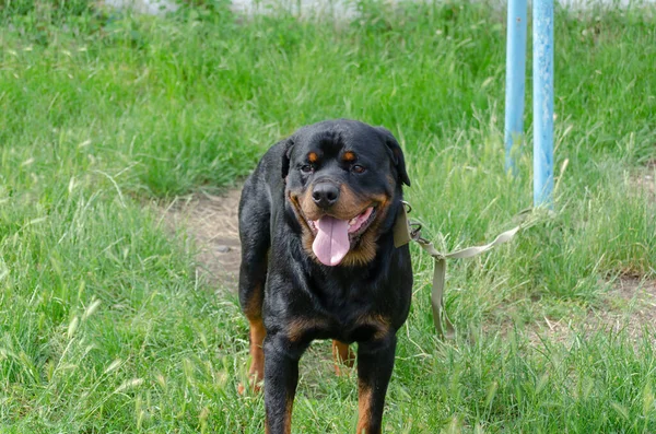 Adult Rottweiler Leashed Blue Metal Pole Frontal View Male Dog — Stock Photo, Image