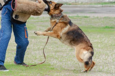 Bekçi köpeği eğitimi. Üçüncü adım. Figüran ve Alman çoban köpeği. Özel koruyucu giysili hayvan saldırıları yapan kişi. Servis köpeği eğitimi. Yan Görünüm. Seriler Bölümü. Hareket Bulanıklığı.