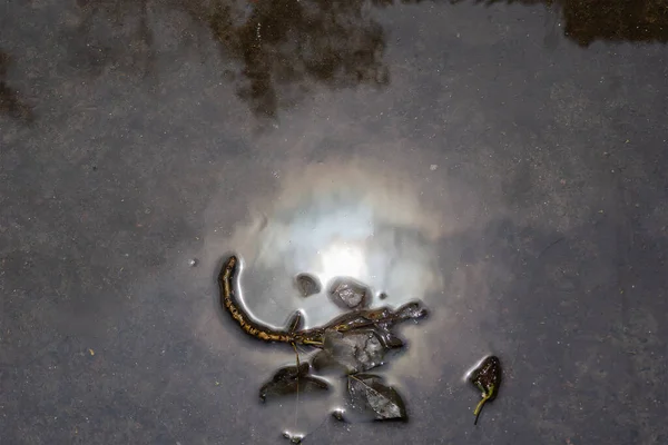 Puddle Avec Branche Peuplier Éblouissement Soleil Petite Branche Aux Feuilles — Photo