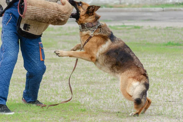 Guard dog training. Step 3. Figurant and German shepherd dog. Pet attacks  person in special protective clothing. Service dog training. Side View. Series Part. Motion Blur.