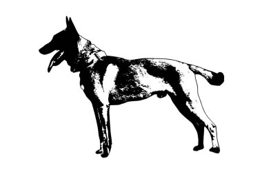 Black and white full-length portrait of dog with tongue and tail sticking out on white. Adult male Belgian Shepherd or Malinois. Side view. Vector illustration.