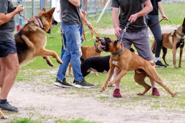 Dog fight during a walk-in dog park. German Shepherd and Boxer showing aggression. Owners hold pets on leashes.