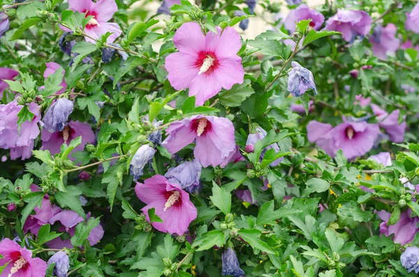 Цветущие Розы Гибискуса Крупным Планом Украшенная Изгородь Выцветшие Сиреневые Цветы — стоковое фото