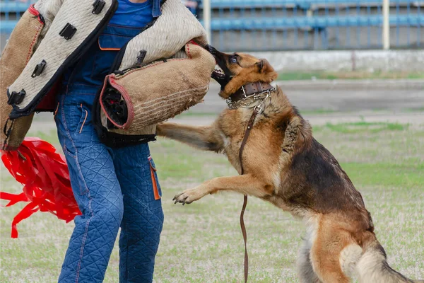 Guard dog training. Step 4. Figurant and German shepherd dog. Pet attacks  person in special protective clothing. Service dog training. Side View. Series Part. Motion Blur.