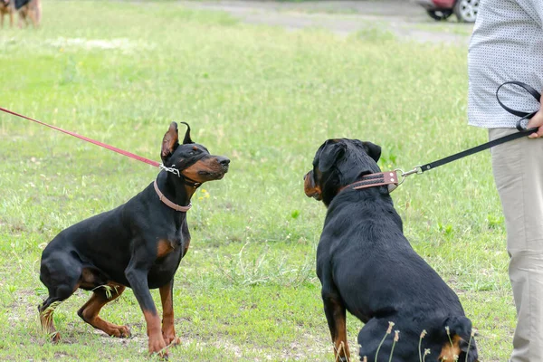 Rencontre Deux Animaux Noirs Dans Parc Canin Rottweiler Adulte Devant — Photo