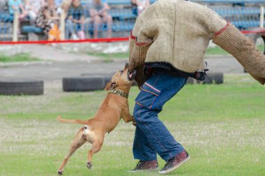 Polis K9 eğitimi ve bir yem. Bir Amerikan Staffordshire Teriyeri özel kıyafetler giyen bir adama saldırıyor. Çalışan köpek eğitimi.
