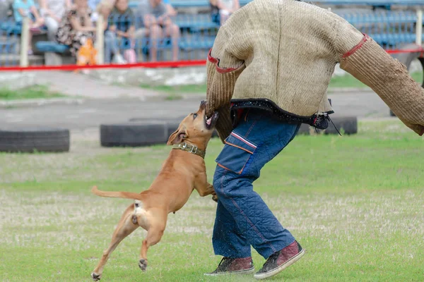 Polis K9 eğitimi ve bir yem. Bir Amerikan Staffordshire Teriyeri özel kıyafetler giyen bir adama saldırıyor. Çalışan köpek eğitimi.