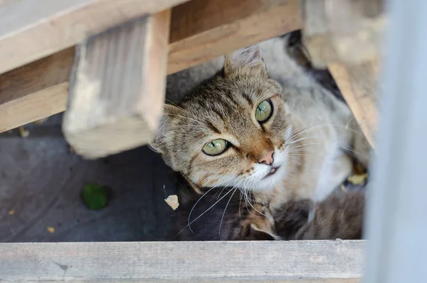 Gato Sem Teto Olha Para Câmera Entre Tábuas Madeira Dois — Fotografia de Stock