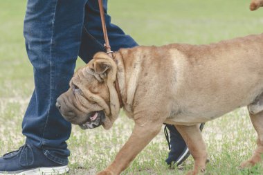 Sahibi tasmalı evcil hayvanıyla yeşil çimlerin arasında yürüyor. Modern et ağızlı Çin Shar-Pei. Yaşam tarzı. Yan görünüm.