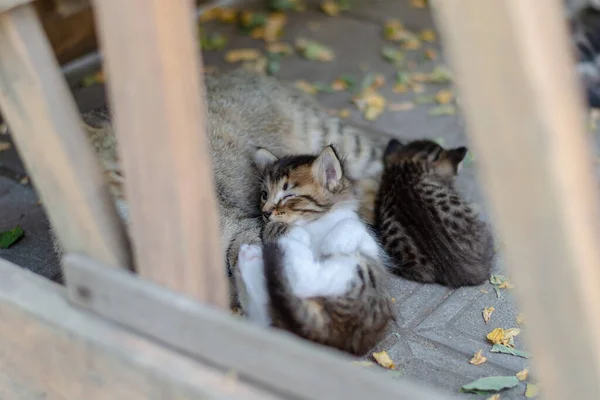 一只无家可归的猫 有两只猫在街上 一只左眼受伤的小猫躺在灰蒙蒙的母猫上面 选择性焦点 — 图库照片