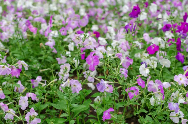 Цветы Петунии Разноцветные Дворе Белые Розовые Фиолетовые Лиловые Декоративные Растения — стоковое фото