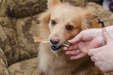 Kadın kırmızı melez köpeğe sakız veriyor. Güzel hayvan sahibinin elinden nazikçe alıyor. Beef Backstrap çiğniyor. Ağızlığının etrafında saçı ağarmış son sınıf köpeği. Evcil hayvan koltukta oturur..