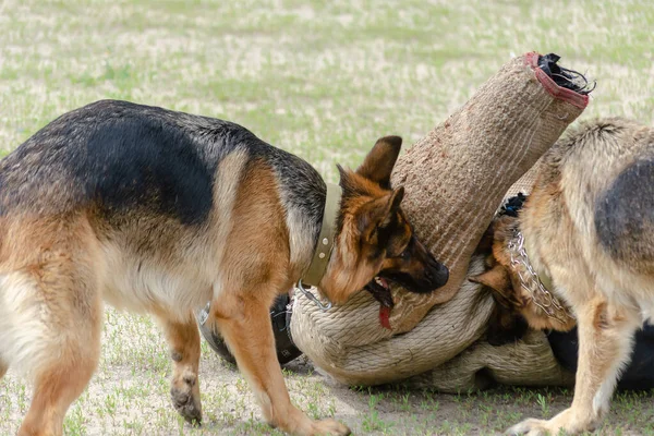 K9 dog training, teamwork. Attack two German shepherds. Pets attack a person in special anti-bite Clothing. Trained service dogs have dropped intruder on ground and are holding him down. Motion Blur.