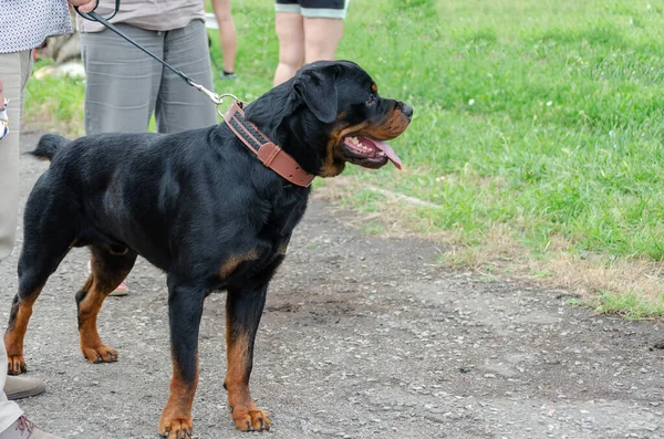 Partie Inférieure Deux Hommes Faisant Une Promenade Avec Chien Adulte — Photo