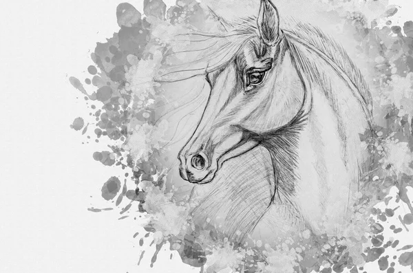 Rysunek Ołówka Konia Białym Papierze Portret Zwierzęcia Długo Rozwijającą Się — Zdjęcie stockowe