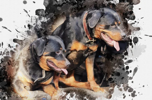 Zeichnung Zweier Hunde Der Rasse Rottweiler Zwei Sechs Monate Alte — Stockfoto