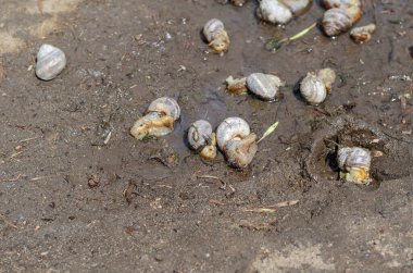 Islak zeminde ölü üzüm salyangozu. Şiddetli bir sağanaktan sonra çamurda yatan ölü yumuşakçalar. Bir sinek, salyangozların çürüyen cesetlerinin üzerinde sürünüyor..