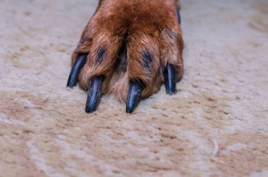 Yakından uzun pençeli kahverengi bir köpeğin pençesi. Evcil hayvan odanın içindeki bej bir halının üzerinde duruyor. Evcil bir hayvan konseptiyle tırnak kesme..