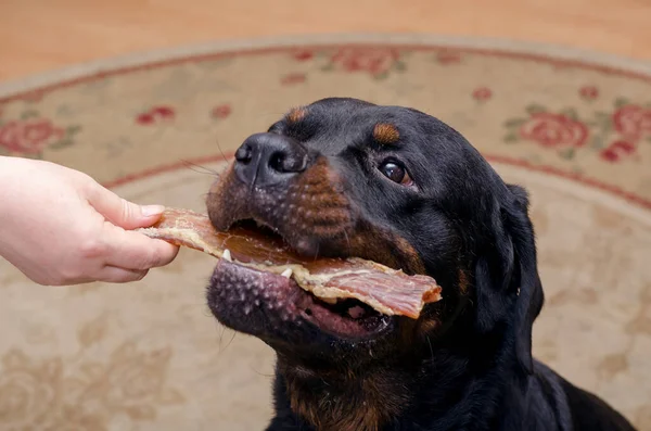 Mujer Golosinas Masticables Gran Perro Negro Hombre Adulto Rottweiler Sienta — Foto de Stock