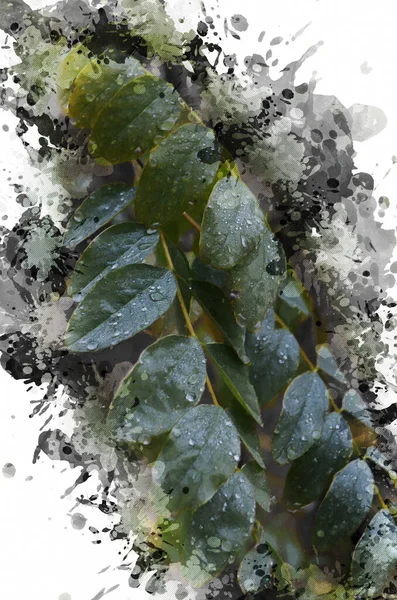 Digital watercolor painting of green acacia leaves with raindrop — Stock Photo, Image