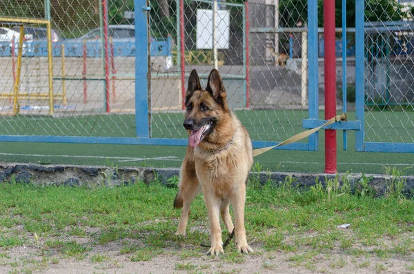 成年狗拴在金属栅栏上 德国牧羊犬 领子和皮带在红色金属杆等待它的主人 侧视图 — 图库照片