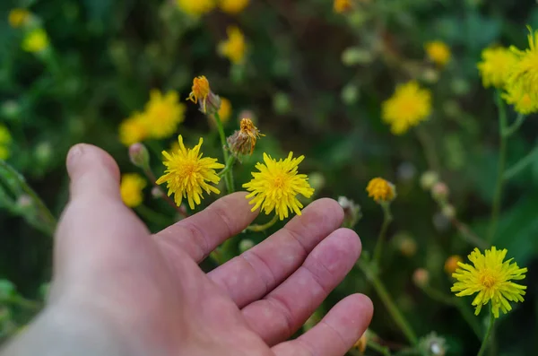 Großaufnahme Der Hand Eines Mannes Der Auf Einem Sommerfeld Eine — Stockfoto