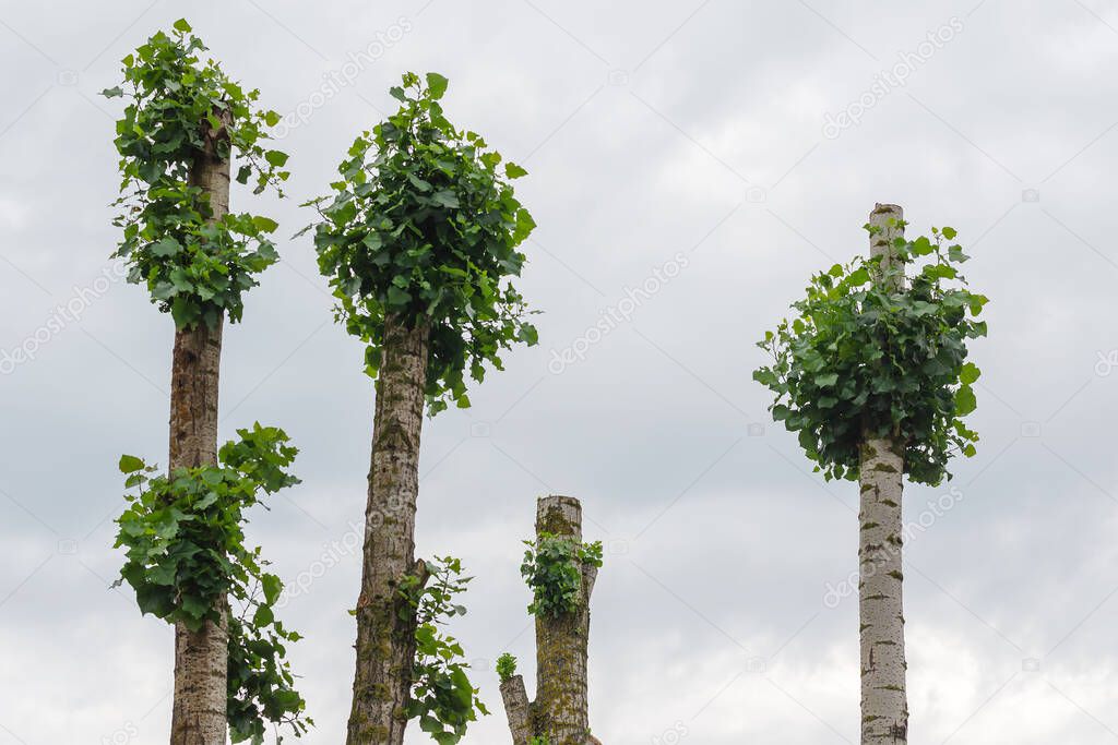 Trees with cropped tops against overcast skies. Poplar and birch trunks with new green branches. Trimming city trees. New life.
